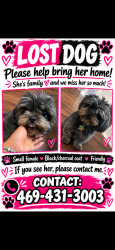Lost Female Dog last seen Austin st in Mesquite, Mesquite, TX 75149