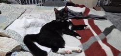 Lost Male Cat last seen Veterans village., Pensacola, FL 32514