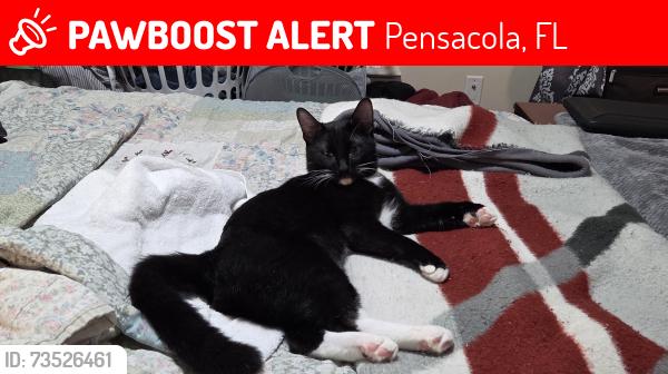 Lost Male Cat last seen Veterans village., Pensacola, FL 32514