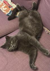 Reunited Male Cat last seen Northfield, West Midlands, England B31 2RQ