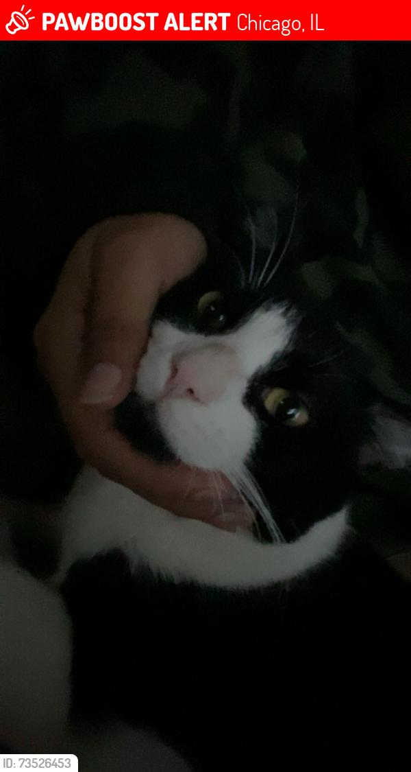 Lost Male Cat last seen North Kildere and west kamerling, Chicago, IL 60651