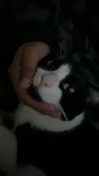 Lost Male Cat last seen North Kildere and west kamerling, Chicago, IL 60651