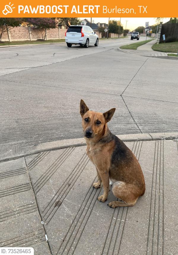 Found/Stray Female Dog last seen McAllister and Hemphill, Burleson, TX 76028