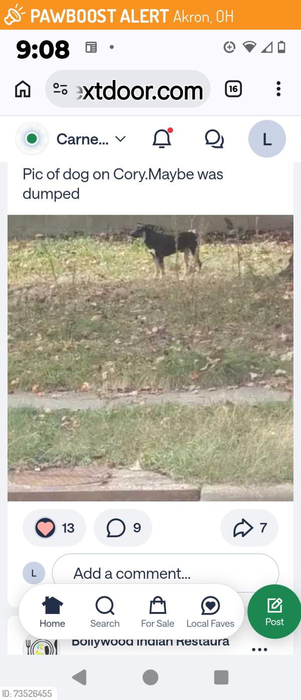 Found/Stray Unknown Dog last seen Cory ave and Wingate st, Akron, OH 44314