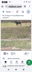 Found/Stray Unknown Dog last seen Cory ave and Wingate st, Akron, OH 44314