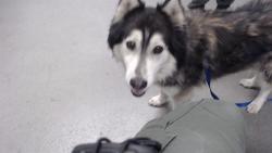 Shelter Stray Unknown Dog last seen ARMSTRONG X 3RD, 1419 Bryant St, San Francisco, CA 94103, USA
