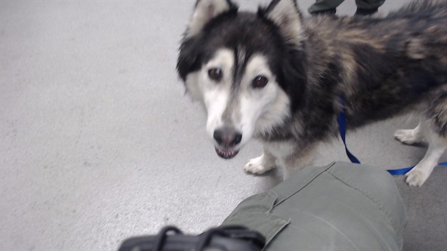 Shelter Stray Unknown Dog last seen ARMSTRONG X 3RD, 1419 Bryant St, San Francisco, CA 94103, USA