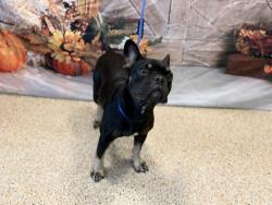 Shelter Stray Female Dog last seen Near BLOCK NW 79 AVE, 3599 NW 79th Ave, Doral, FL 33122, USA