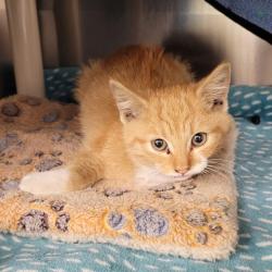 Shelter Stray Female Cat last seen Near BLOCK ARCHDALE ST, DETROIT, MI ,48228, 1431 E Ferry St, Detroit, MI 48211, USA