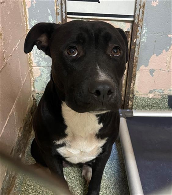 Shelter Stray Female Dog last seen Near BLOCK OLD IRON RD, 127 Humane Ln, Columbia, SC 29201, USA