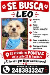Lost Male Dog last seen Near n paddock st, Pontiac, MI 48342