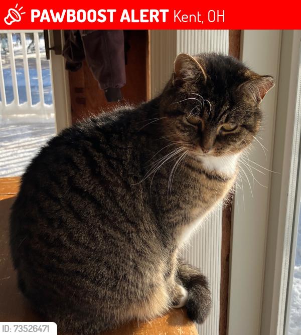 Lost Female Cat last seen Near s depeyster st kent ohio 44240, Kent, OH 44240