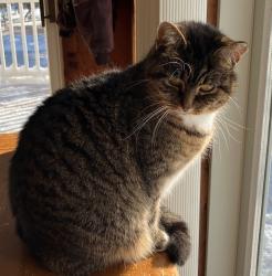 Lost Female Cat last seen Near s depeyster st kent ohio 44240, Kent, OH 44240
