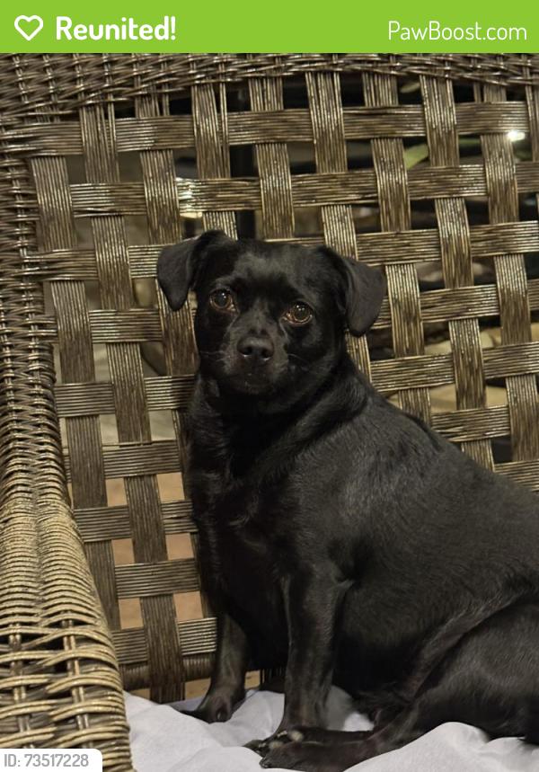 Reunited Female Dog last seen Winding Brook West/ Chianti Ct. Greatwood, Sugar Land, TX 77479