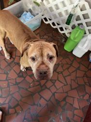 Found/Stray Male Dog last seen Lovejoy rd, Twin Oaks, Babbs Mill, Carl Parker rd behind Nash Farm park, Hampton, GA 30228