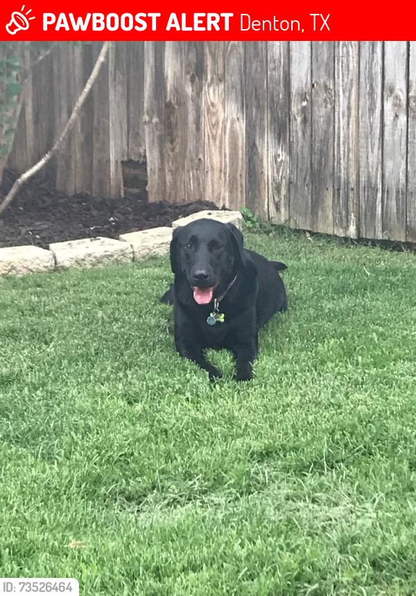 Lost Female Dog last seen Sherman Dr., Denton, TX 76209