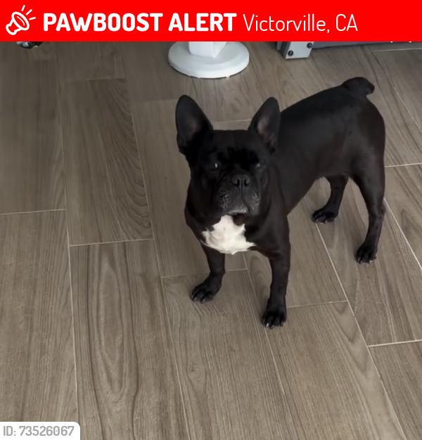 Lost Female Dog last seen Dos Palmas and winewood, Victorville, CA 92392