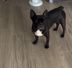 Lost Female Dog last seen Dos Palmas and winewood, Victorville, CA 92392