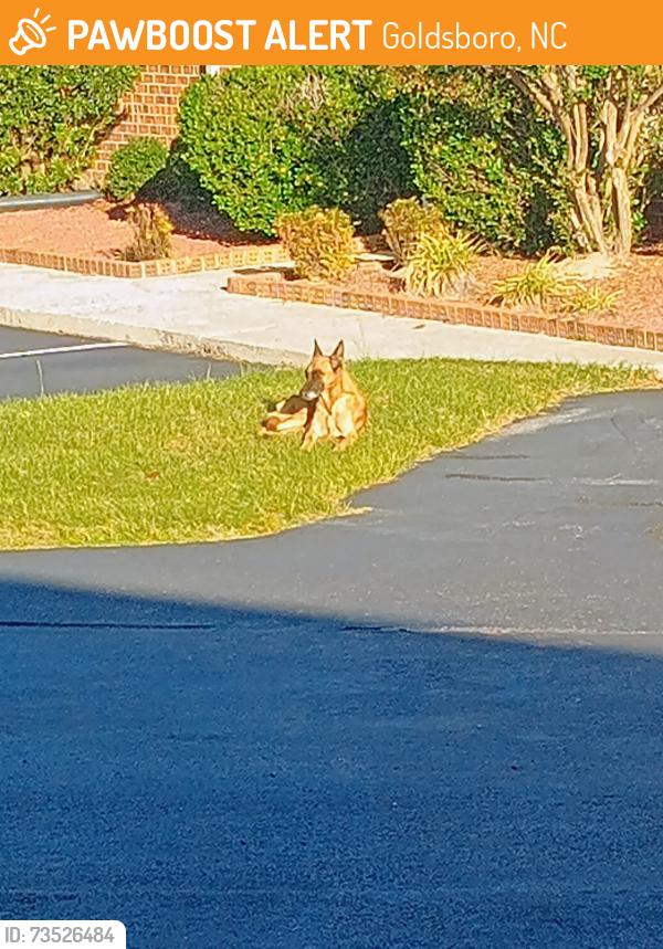 Found/Stray Unknown Dog last seen Near nova office complex / motel next to CPA office, Goldsboro, NC 27534