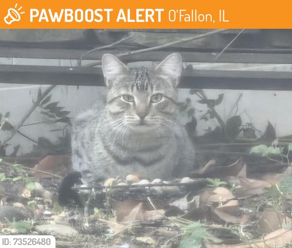 Found/Stray Unknown Cat last seen Merrifields Drive in O'Fallon near Savannah Hills Park, O'Fallon, IL 62269