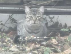 Found/Stray Unknown Cat last seen Merrifields Drive in O'Fallon near Savannah Hills Park, O'Fallon, IL 62269