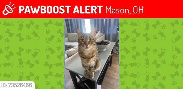 Lost Male Cat last seen Near Parkview Circle Ma, Mason, OH 45040