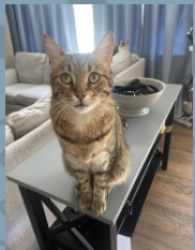 Lost Male Cat last seen Near Parkview Circle Ma, Mason, OH 45040