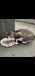 Lost Male Cat last seen mariner ave and pinewood place Colonie NY, Albany, NY 12205