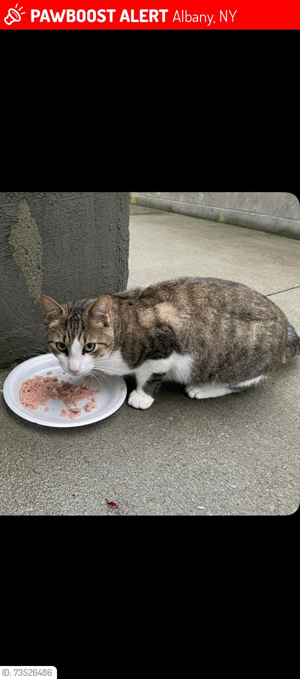 Lost Male Cat last seen mariner ave and pinewood place Colonie NY, Albany, NY 12205