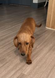 Found/Stray Unknown Dog last seen Northpark, Porter, TX 77365