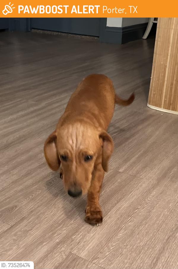 Found/Stray Unknown Dog last seen Northpark, Porter, TX 77365
