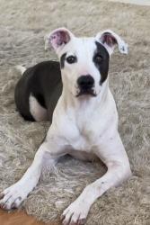 Found/Stray Female Dog last seen Port Richey fl, Port Richey, FL 34668