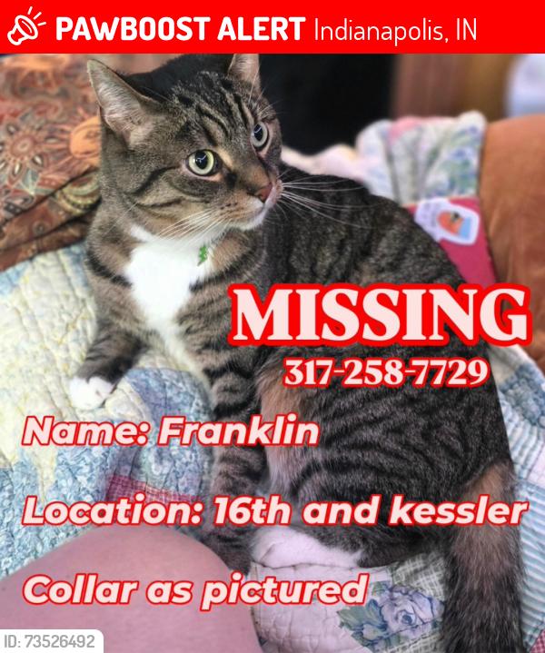 Lost Male Cat last seen Near kessler nlvd n dr, Indianapolis, IN 46222