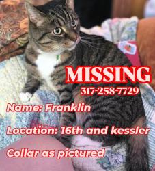 Lost Male Cat last seen Near kessler nlvd n dr, Indianapolis, IN 46222