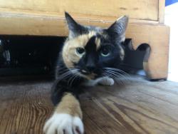 Reunited Female Cat last seen Washington St and 4th Ave, Royersford, PA 19468