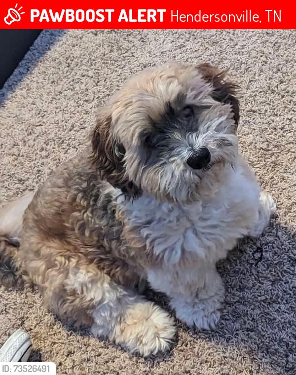 Lost Male Dog last seen Buchanan and Long Hollow Pike, near Long Hollow Church, Hendersonville, TN 37075