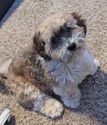 Lost Male Dog last seen Buchanan and Long Hollow Pike, near Long Hollow Church, Hendersonville, TN 37075