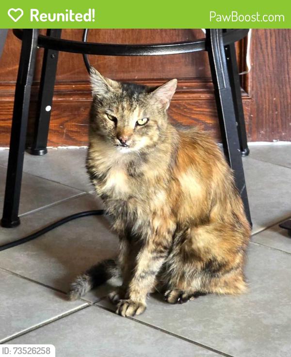 Reunited Female Cat last seen NW 122nd between Western and Santa Fe, Oklahoma City, OK 73114