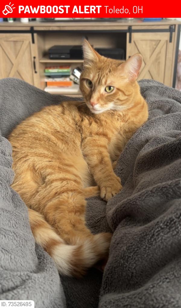 Lost Male Cat last seen Sylvania/Bowen, Toledo, OH 43613