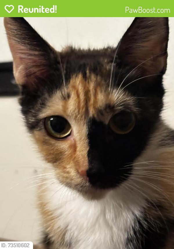 Reunited Female Cat last seen Lighthouse Pointe neighborhood, Gulf Breeze, FL 32563