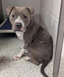 Shelter Stray Female Dog last seen Near Center St, Atlanta, GA, 1251 Fulton Industrial Blvd NW, Atlanta, GA 30336, USA
