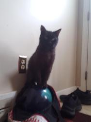 Lost Male Cat last seen Richardson, Dearborn Heights, MI 48127