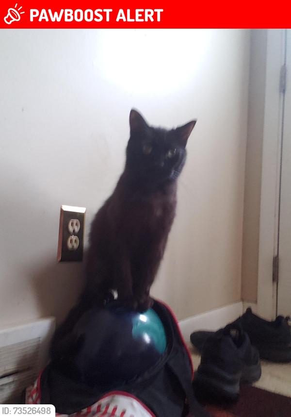 Lost Male Cat last seen Richardson, Dearborn Heights, MI 48127
