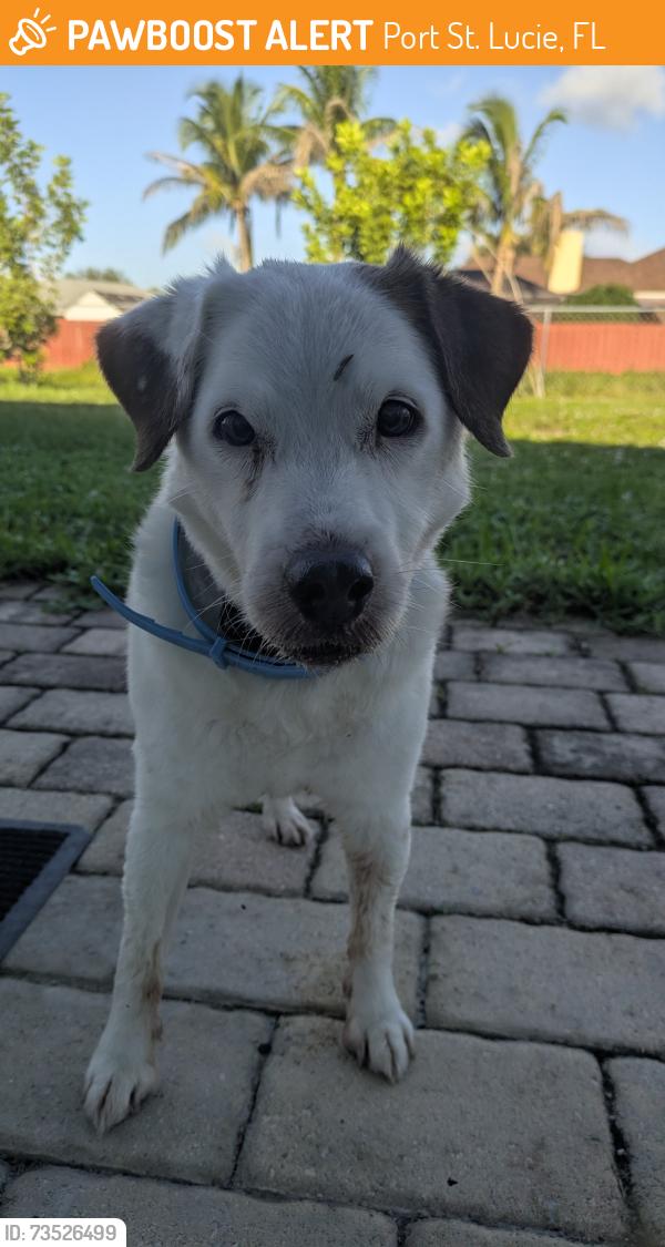 Found/Stray Male Dog last seen Tiffany Street, Port St. Lucie, FL 34952