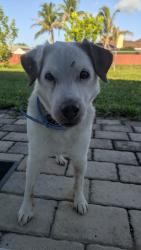 Found/Stray Male Dog last seen Tiffany Street, Port St. Lucie, FL 34952
