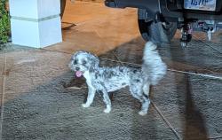 Reunited Female Dog last seen Johnston and Meadowood, St. Lucie County, FL 34951