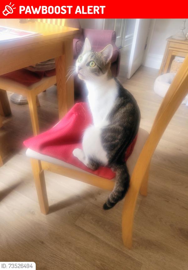 Lost Female Cat last seen Sydney. Street, Burton upon Trent, England 