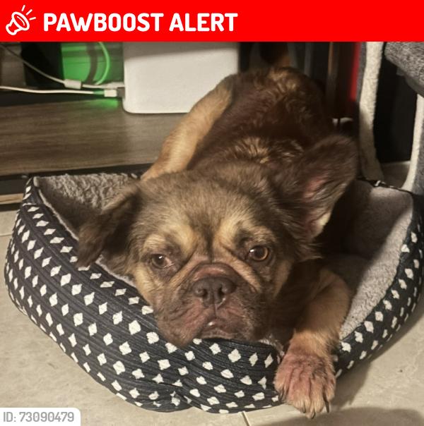Lost Female Dog last seen 8th st and 81st, North Lauderdale, FL 33068