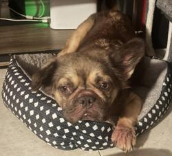 Lost Female Dog last seen 8th st and 81st, North Lauderdale, FL 33068