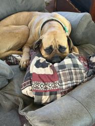 Reunited Female Dog last seen Stuart, Roosevelt, and S. Irwin Ave.,, Green Bay, WI 54301